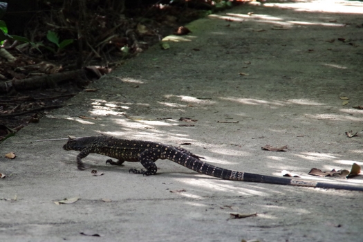 daintree_lace_monitor.jpg